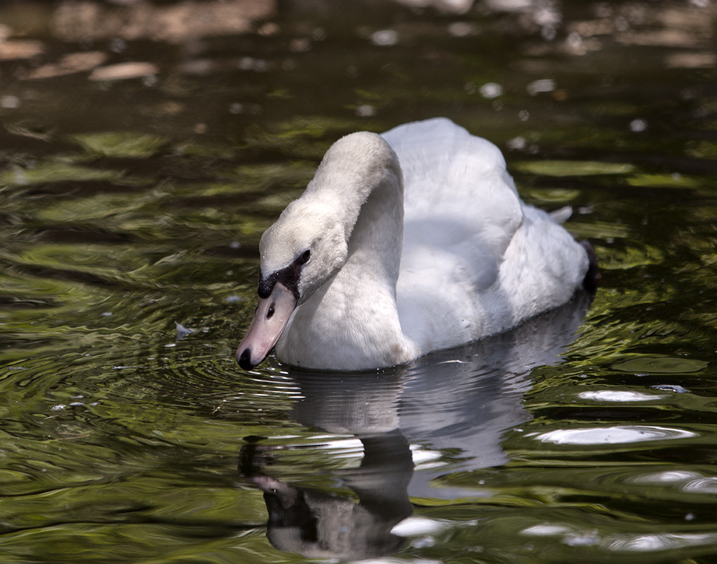 Swan 61