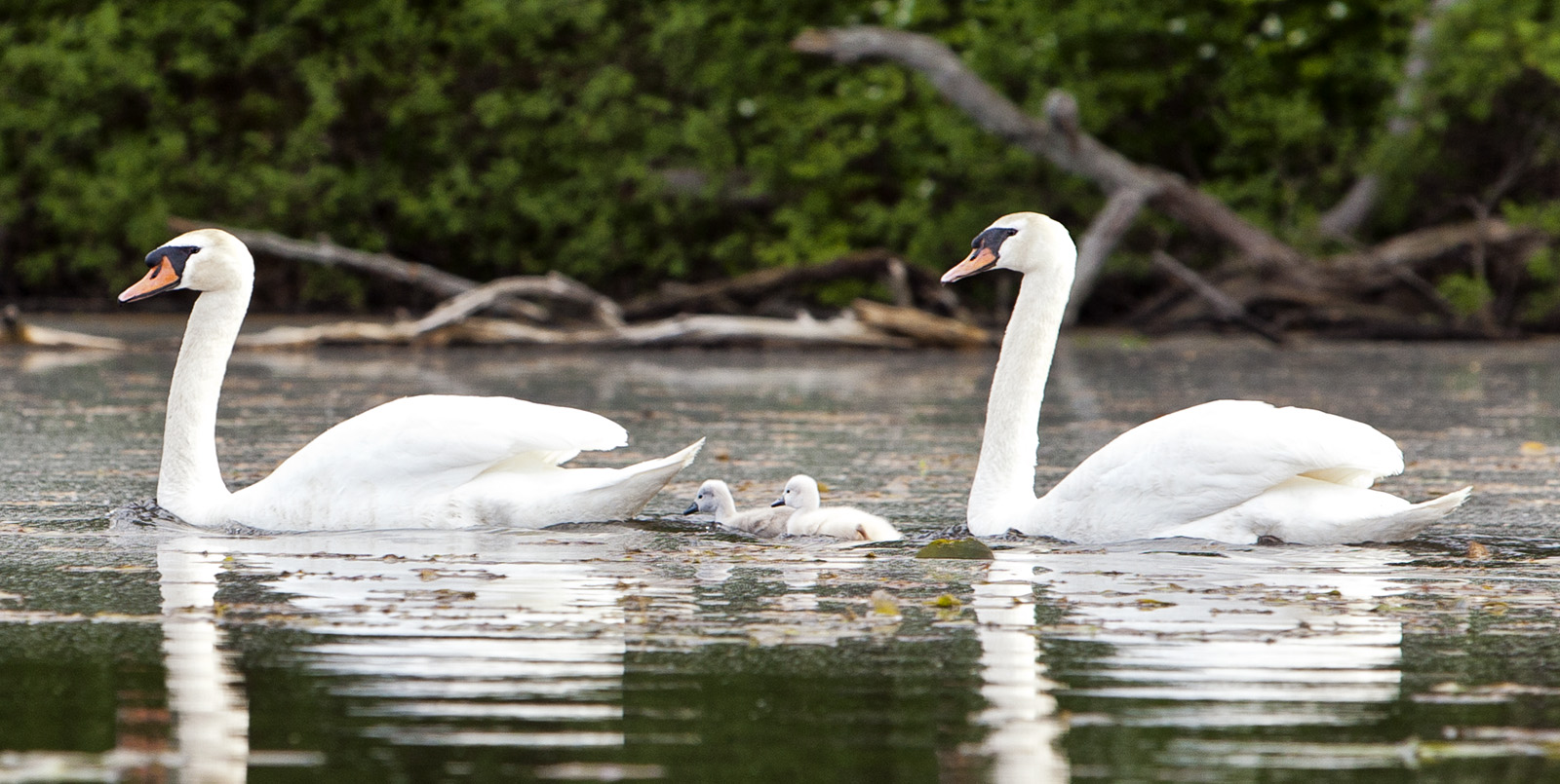 Swan Family #74c