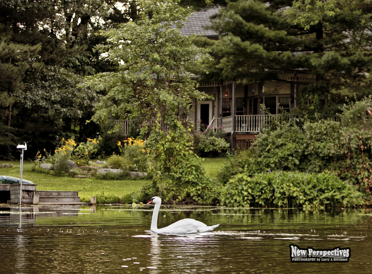 Swan-House #55