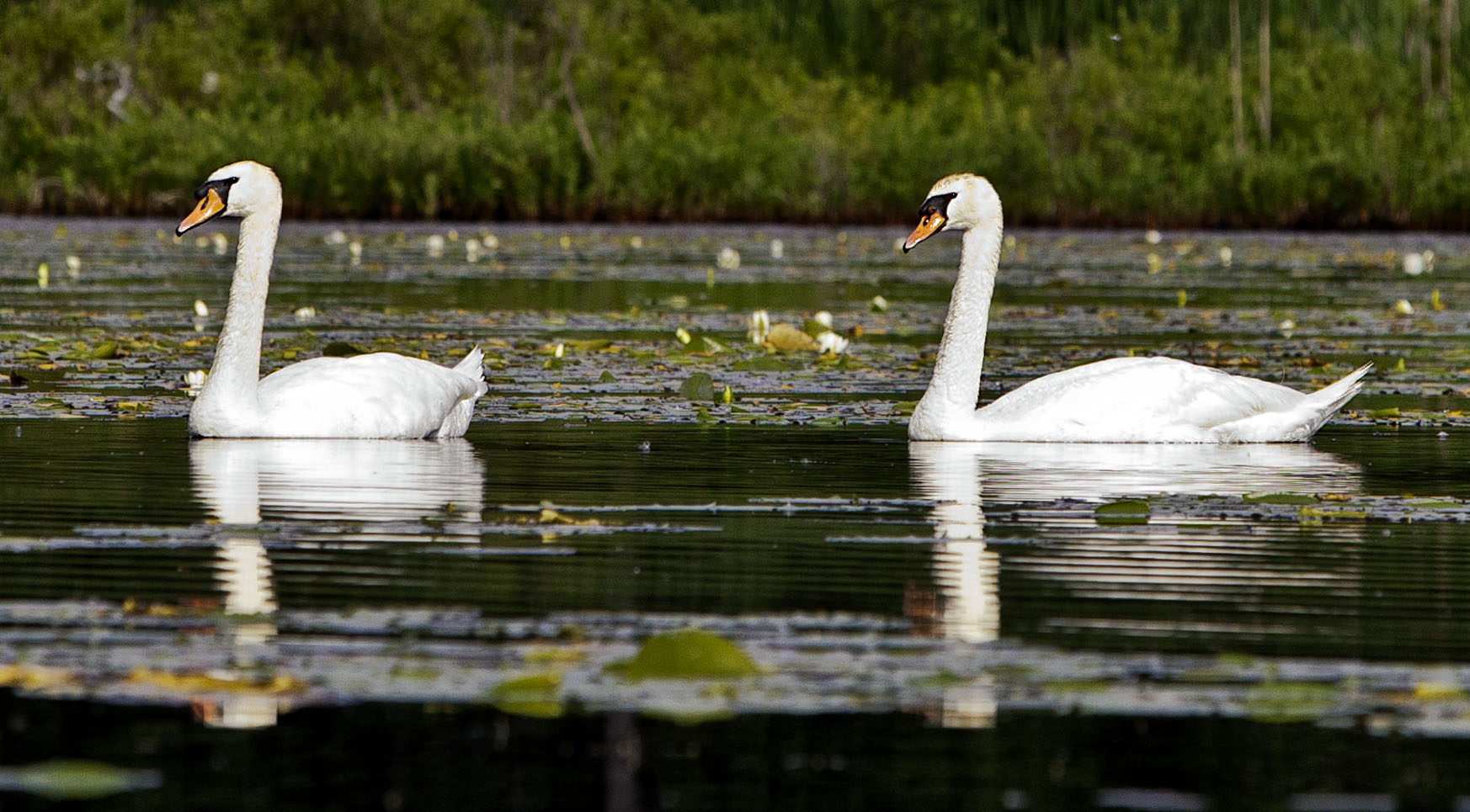 Swan couple #2c