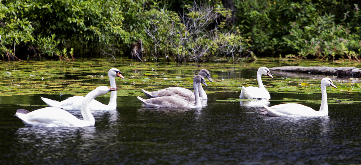 Swan Family #6