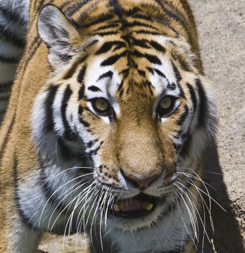 Tiger #260