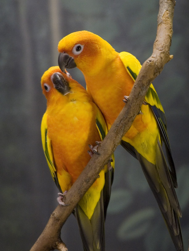 Yellow Love Birds #91