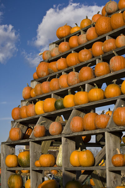 County Line Orchard Pumpkin Tower #11