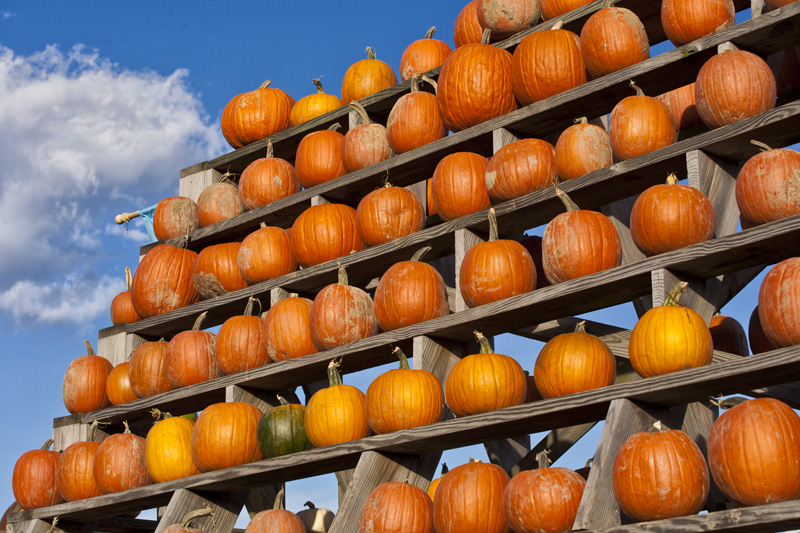 County Line Orchard Pumpkin Tower #10